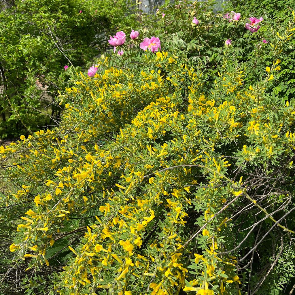 Cytisus praecox Allgold