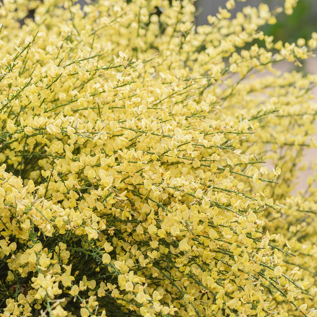 Cytisus praecox