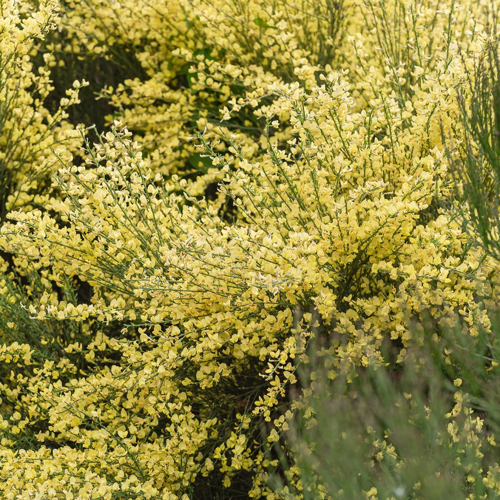 Cytisus praecox