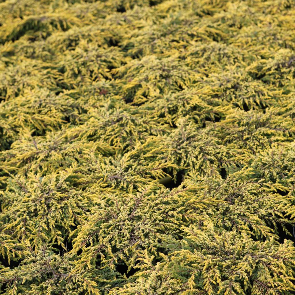 Juniperus communis Goldschatz