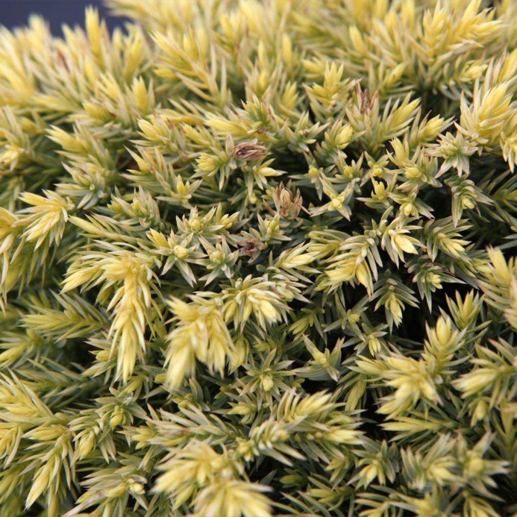 Juniperus squamata Dream Joy
