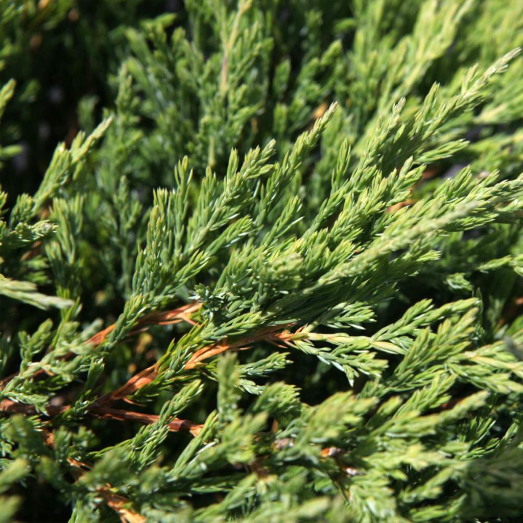 Juniperus horizontalis Andorra Compact
