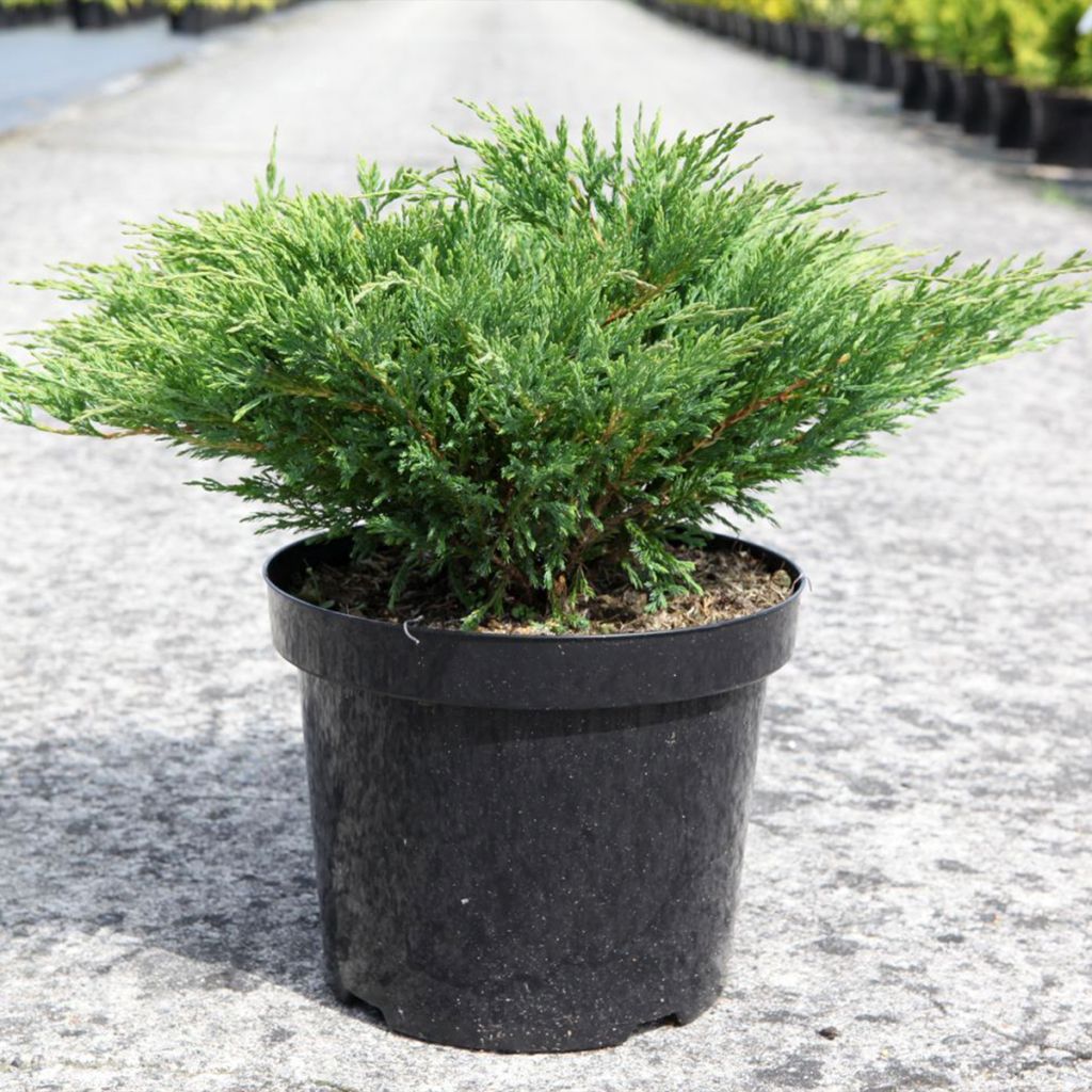 Juniperus horizontalis Andorra Compact