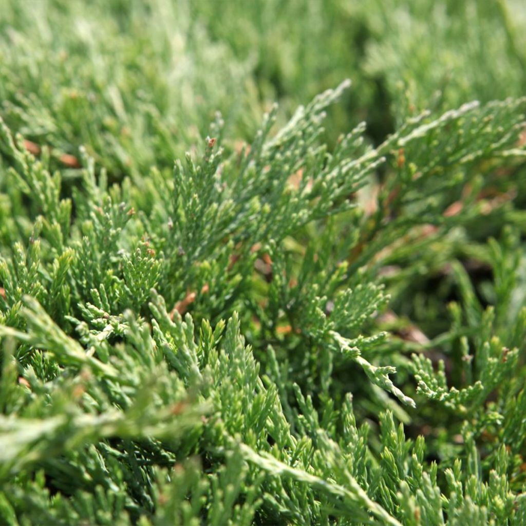 Juniperus horizontalis Andorra Compact