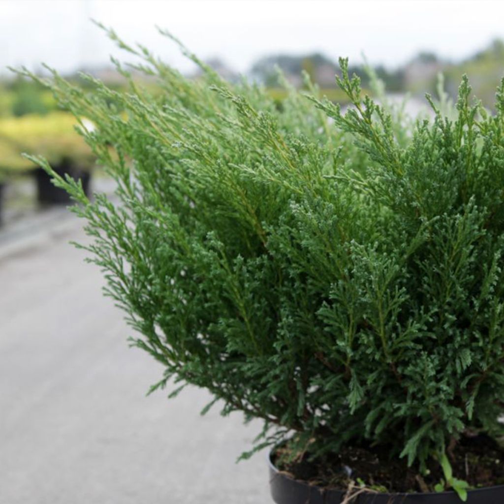 Juniperus horizontalis Andorra Compact