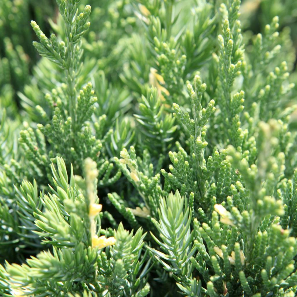 Juniperus chinensis Expansa Variegata