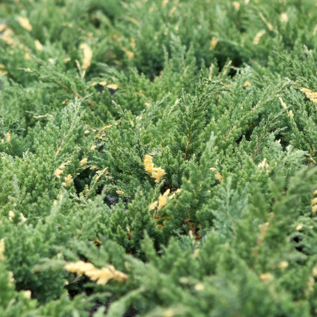 Juniperus chinensis Expansa Variegata