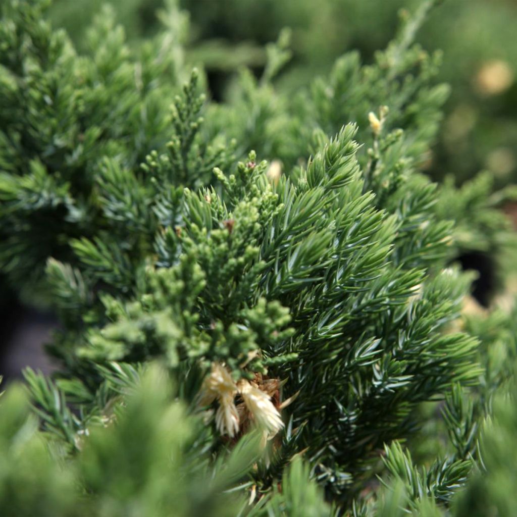 Juniperus chinensis Expansa Variegata