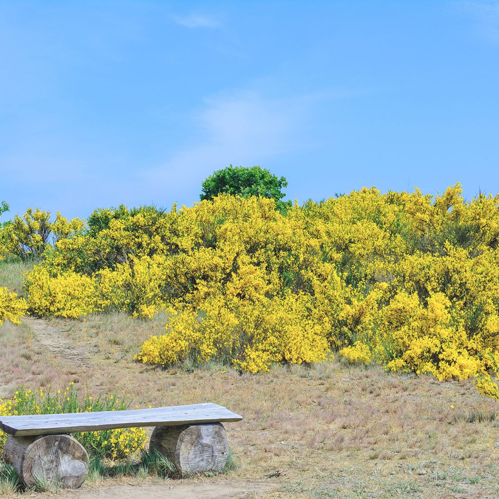 Genista pilosa Vancouver Gold