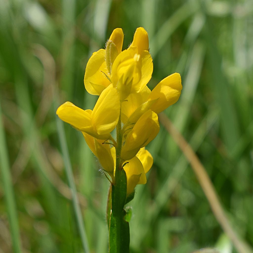 Genista sagittalis