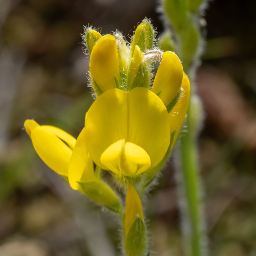Genista sagittalis