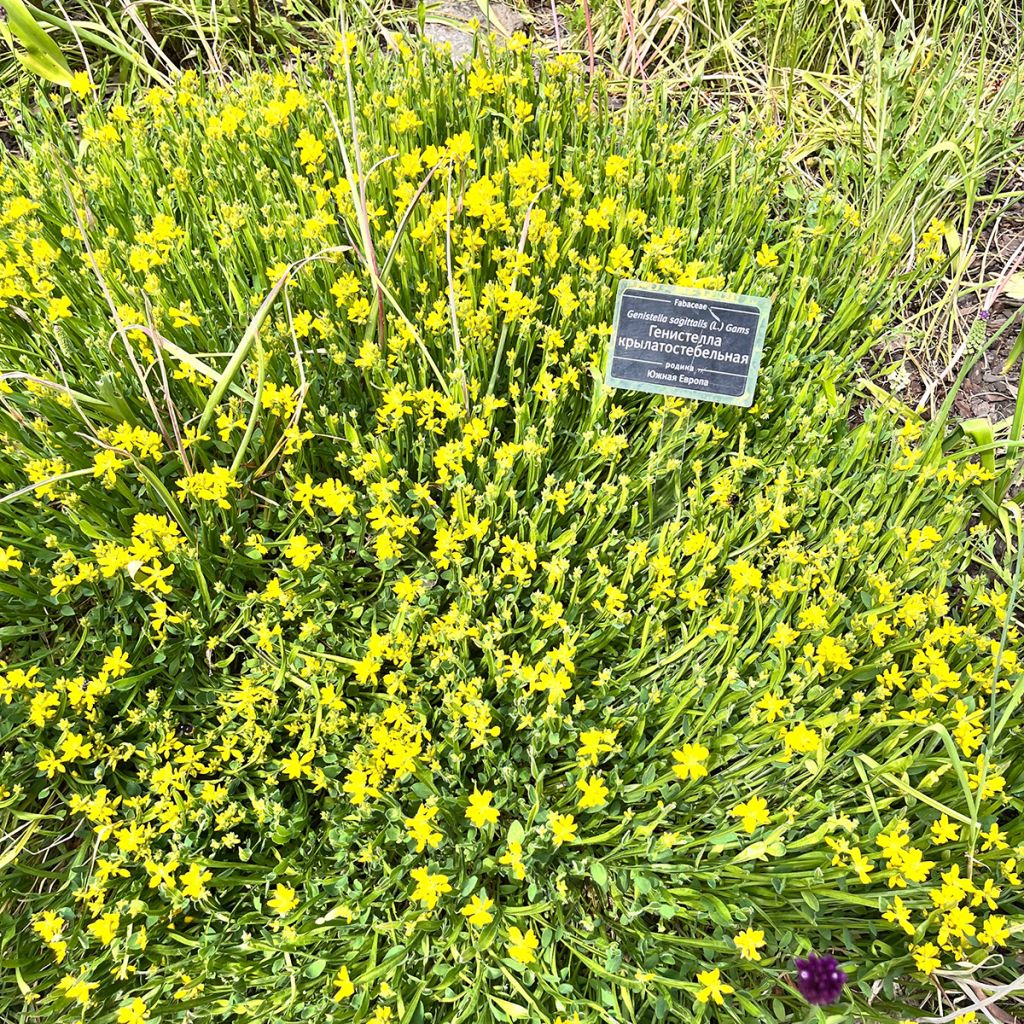 Genista sagittalis