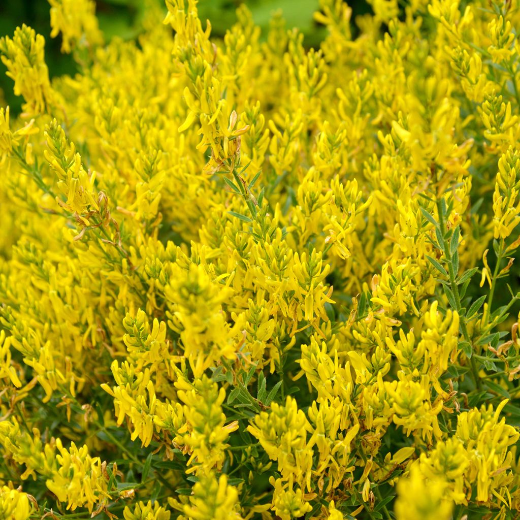 Genista tinctoria Royal Gold