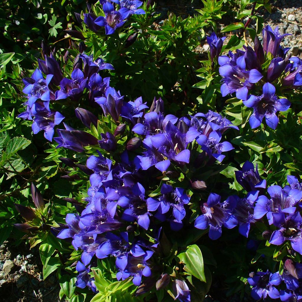 Gentiana septemfida var. lagodechiana