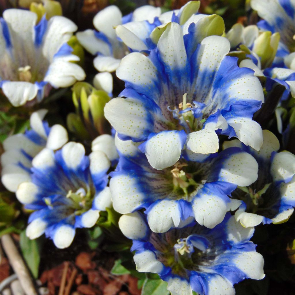 Gentiana scabra Royal Stripes