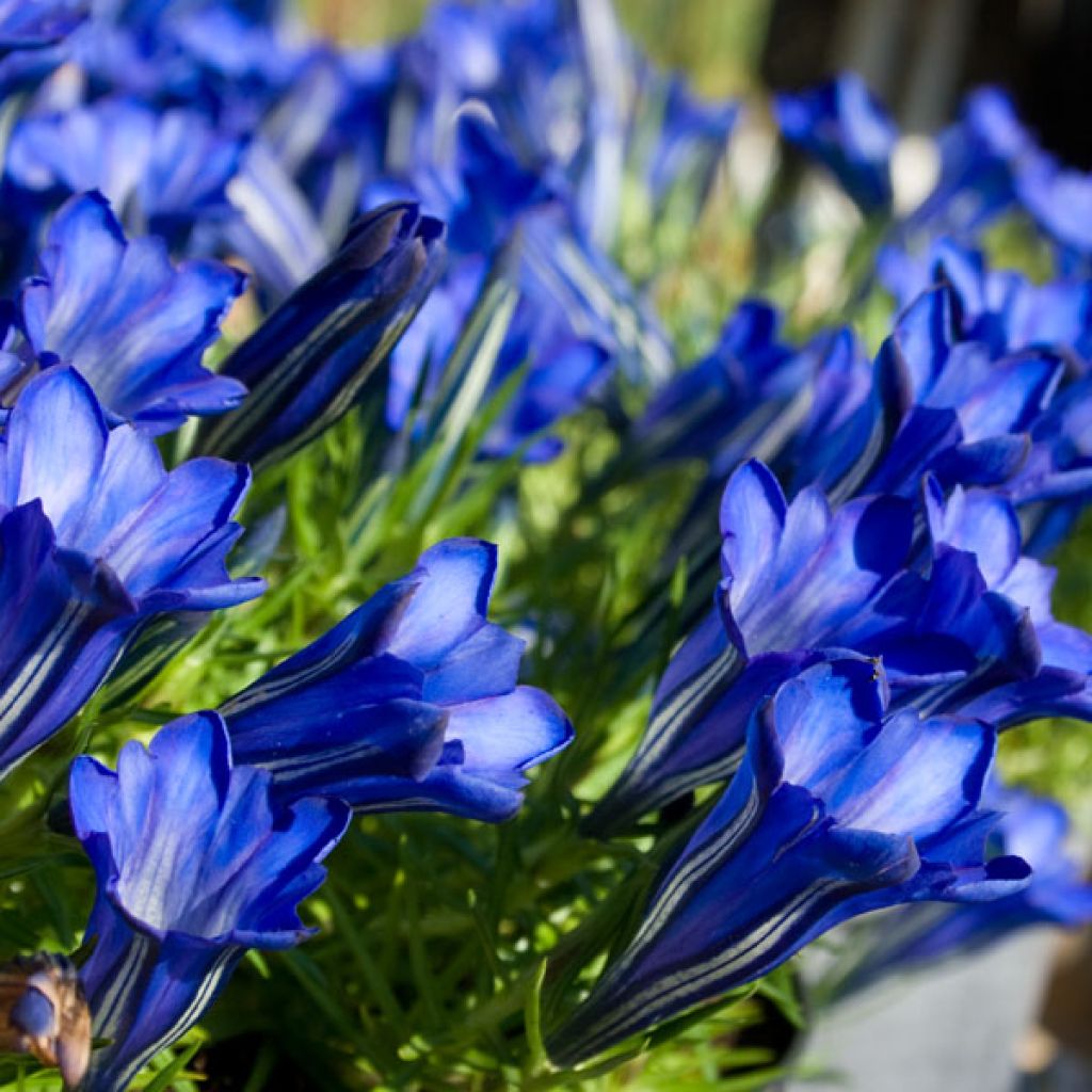 Gentiana sino-ornata