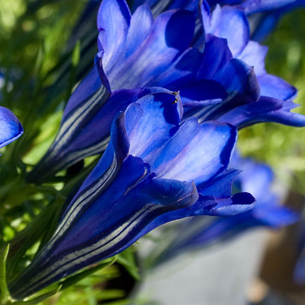 Gentiana sino-ornata