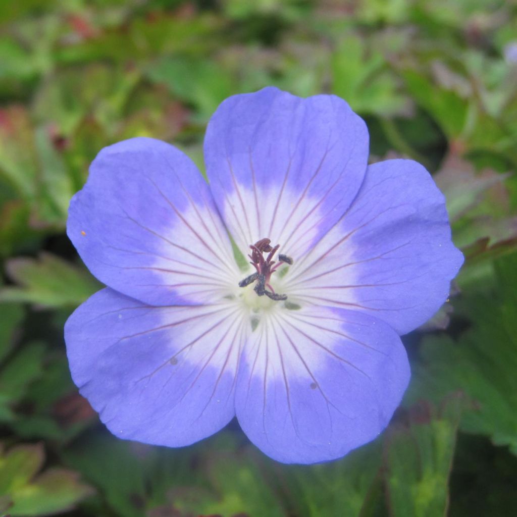 Geranium wallichianum Azure Rush