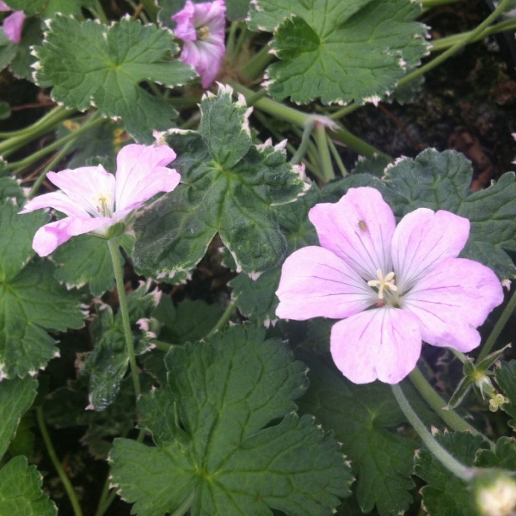 Geranium Dreamland