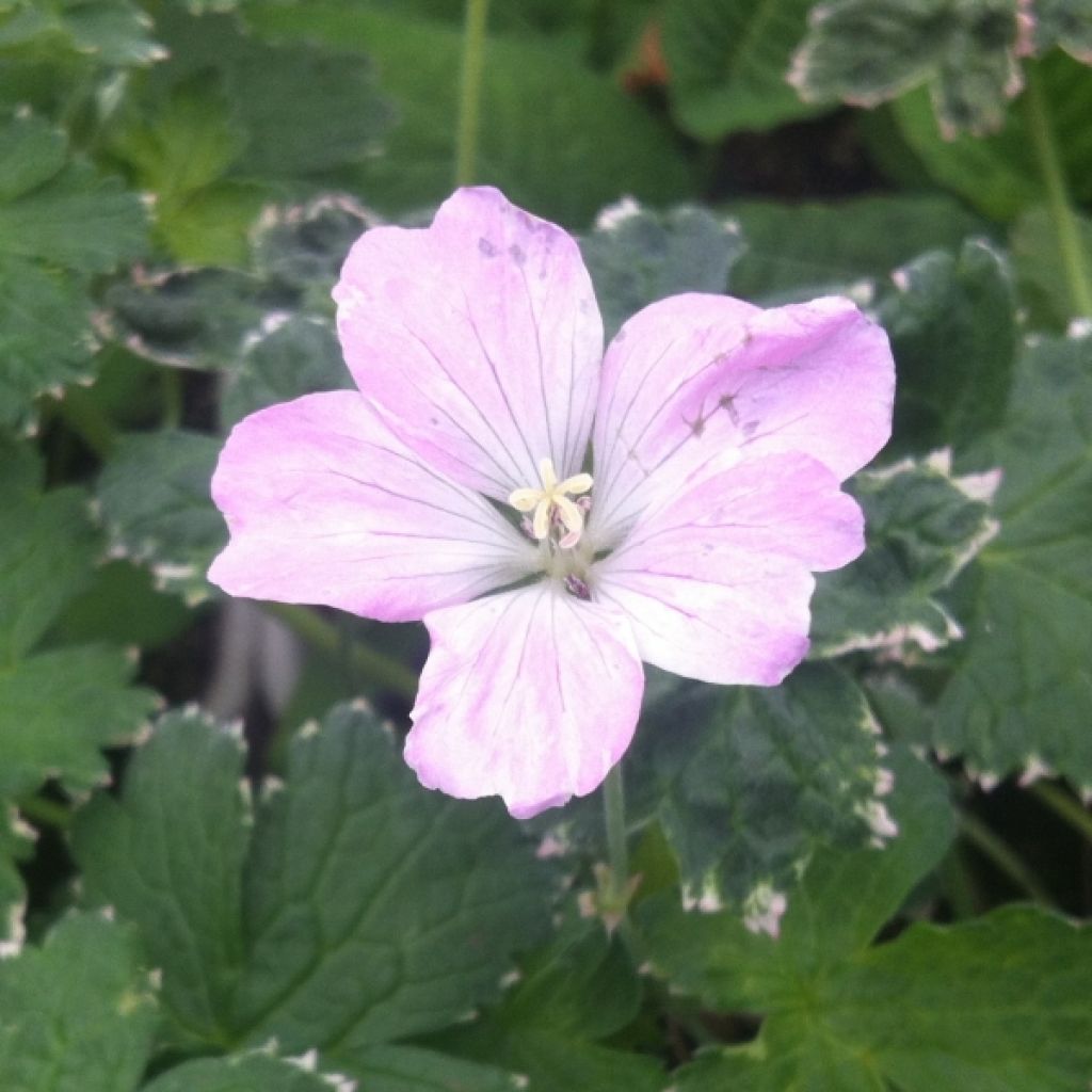 Geranium Dreamland