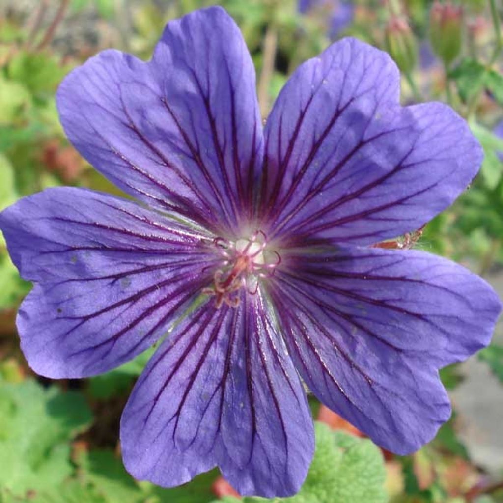 Geranium ibericum