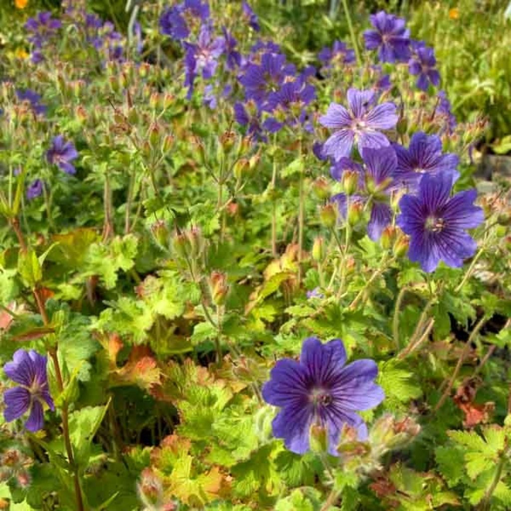 Geranium ibericum