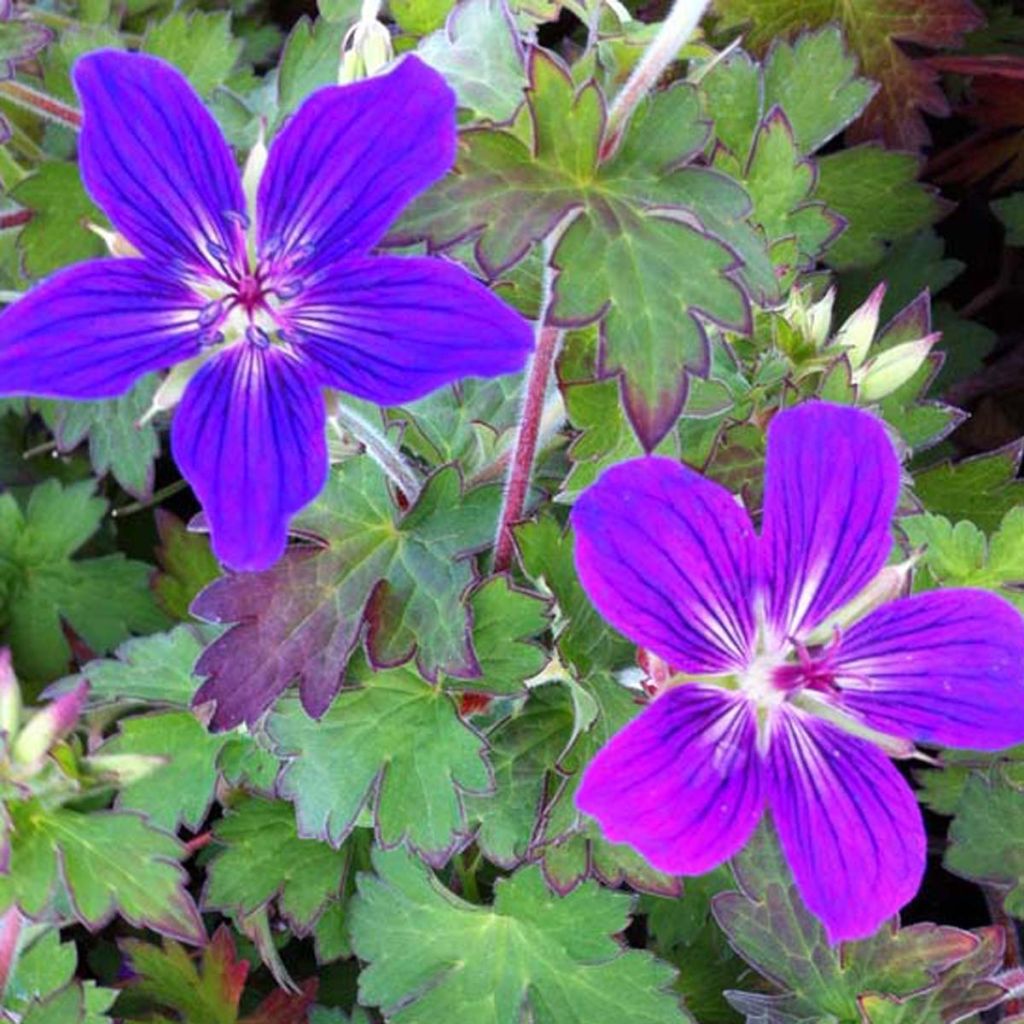 Geranium Karen Wouters