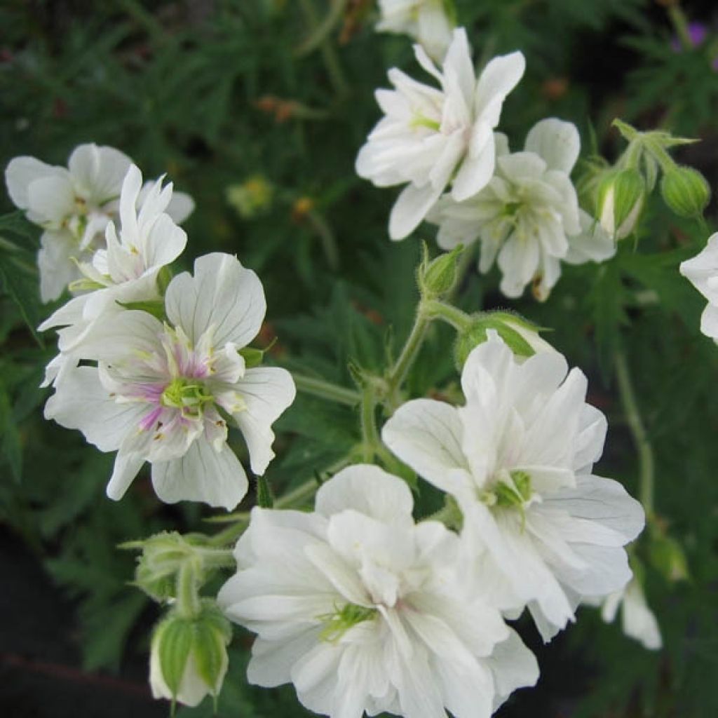 Geranium pratense Plenum Album