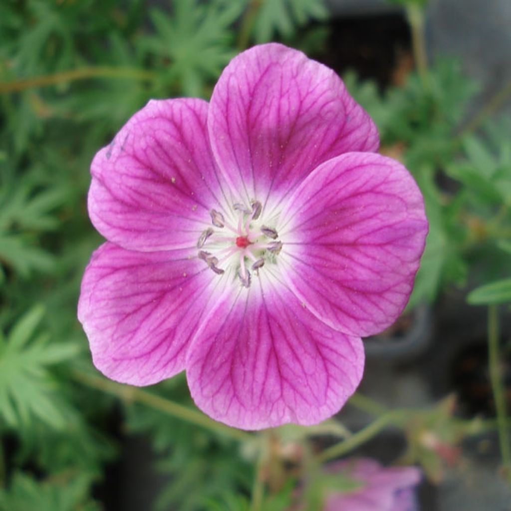 Geranium sanguineum Elke