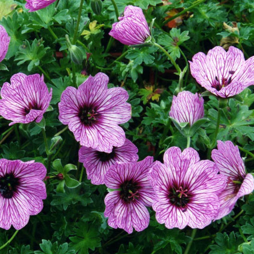Geranium cinereum Ballerina