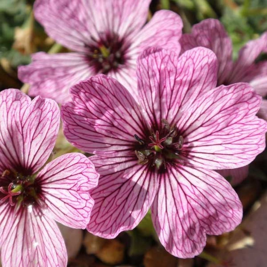 Geranium cinereum Laurence Flatman