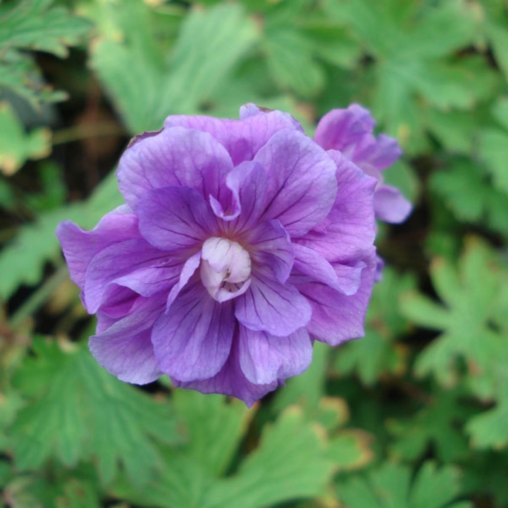 Geranium himalayense Plenum