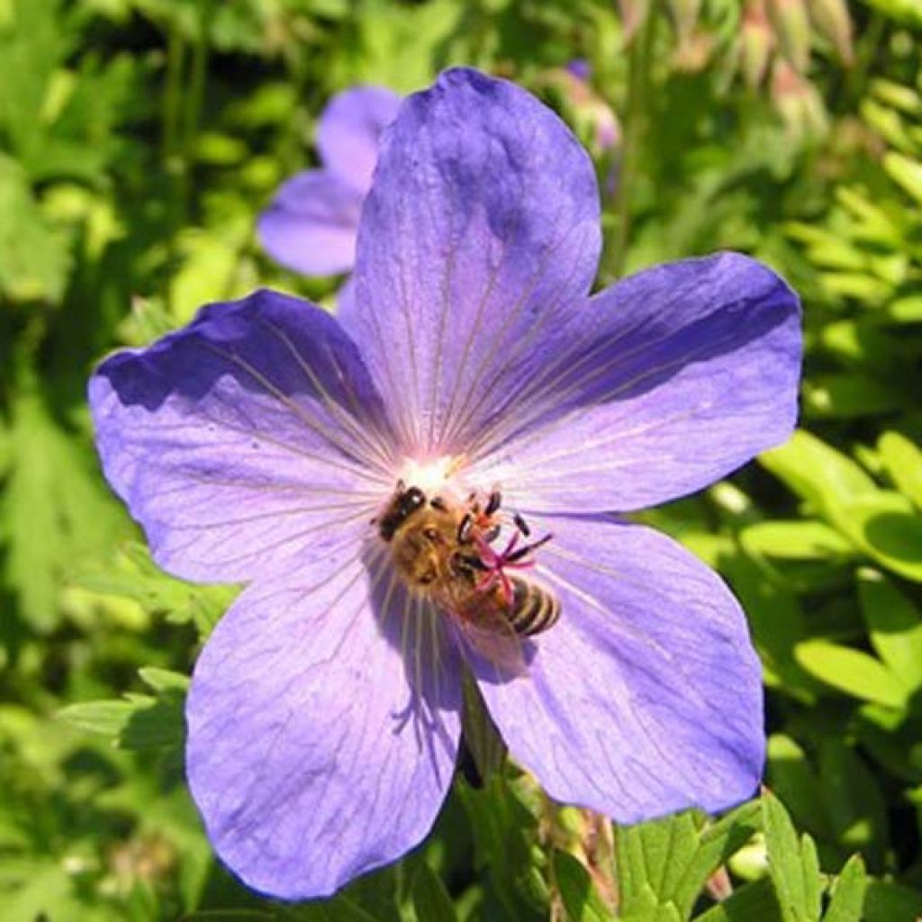 Geranium Johnsons blue