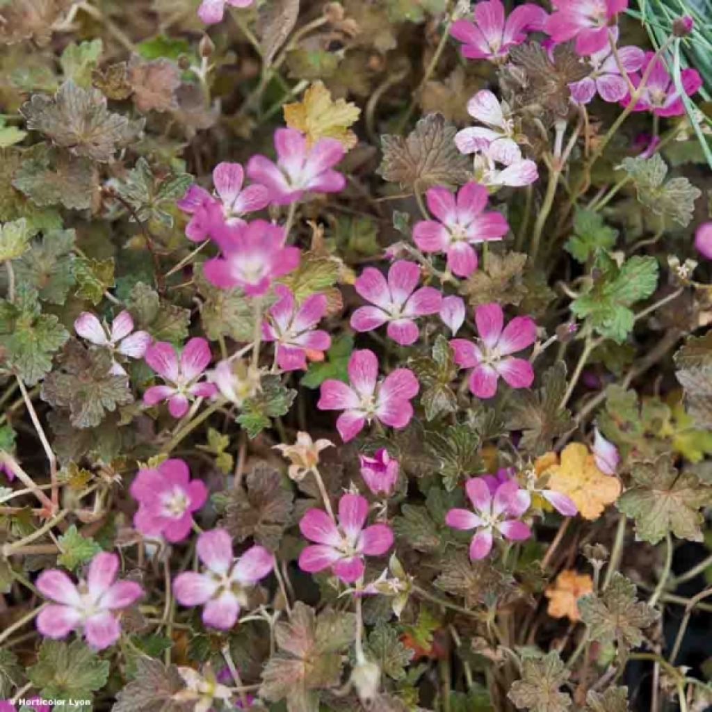 Geranium oxonianum Orkney Cherry
