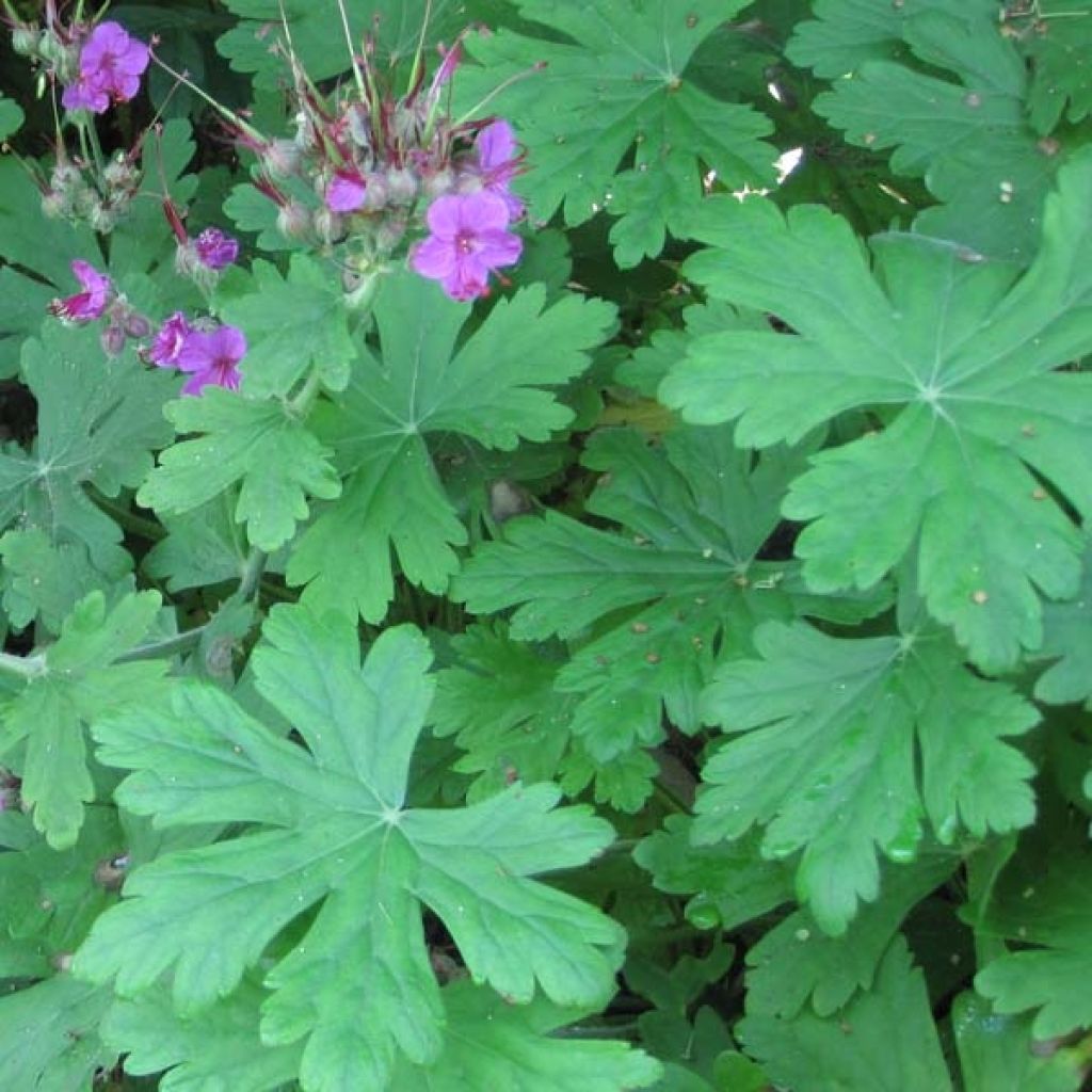 Geranium macrorrhizum Czakor