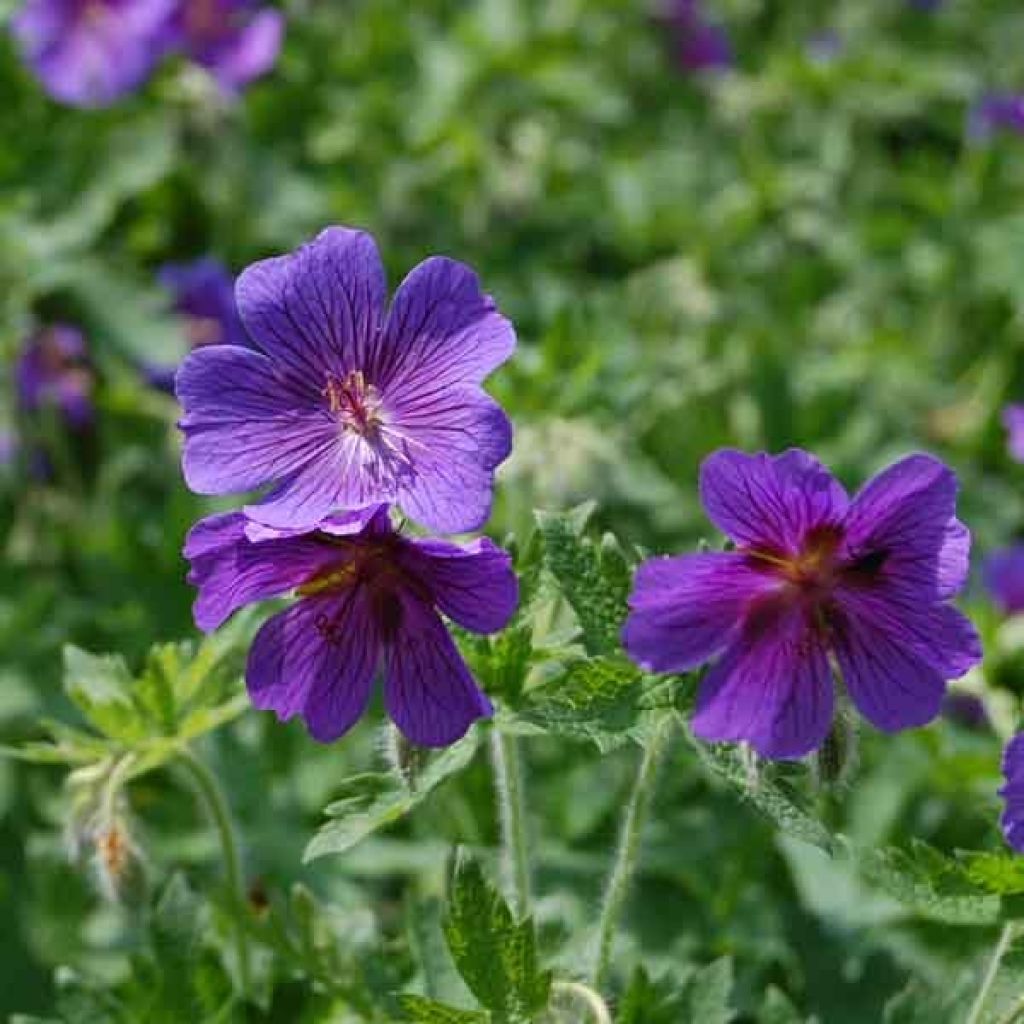 Geranium magnificum