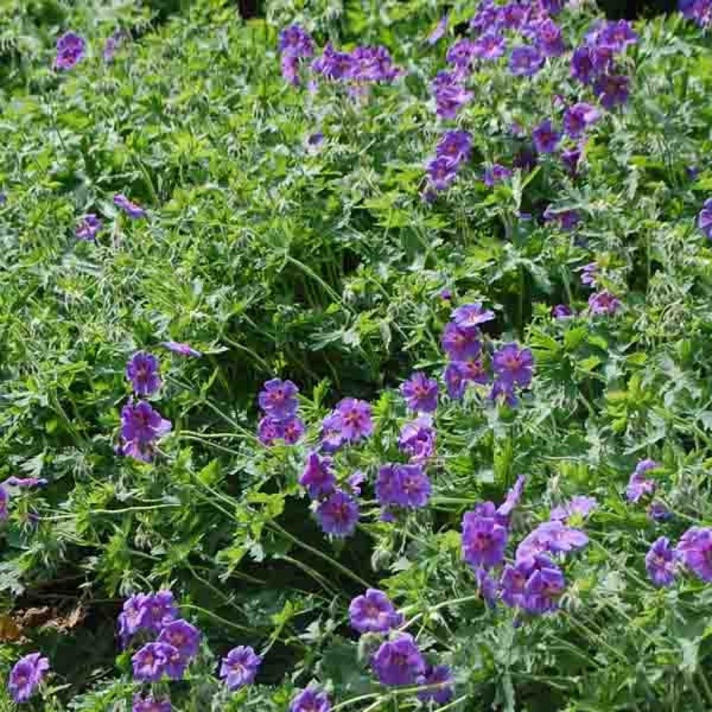 Geranium magnificum