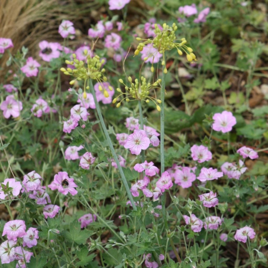 Geranium riversleaianum Mavis Simpson