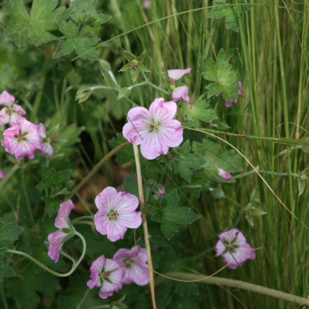 Geranium riversleaianum Mavis Simpson