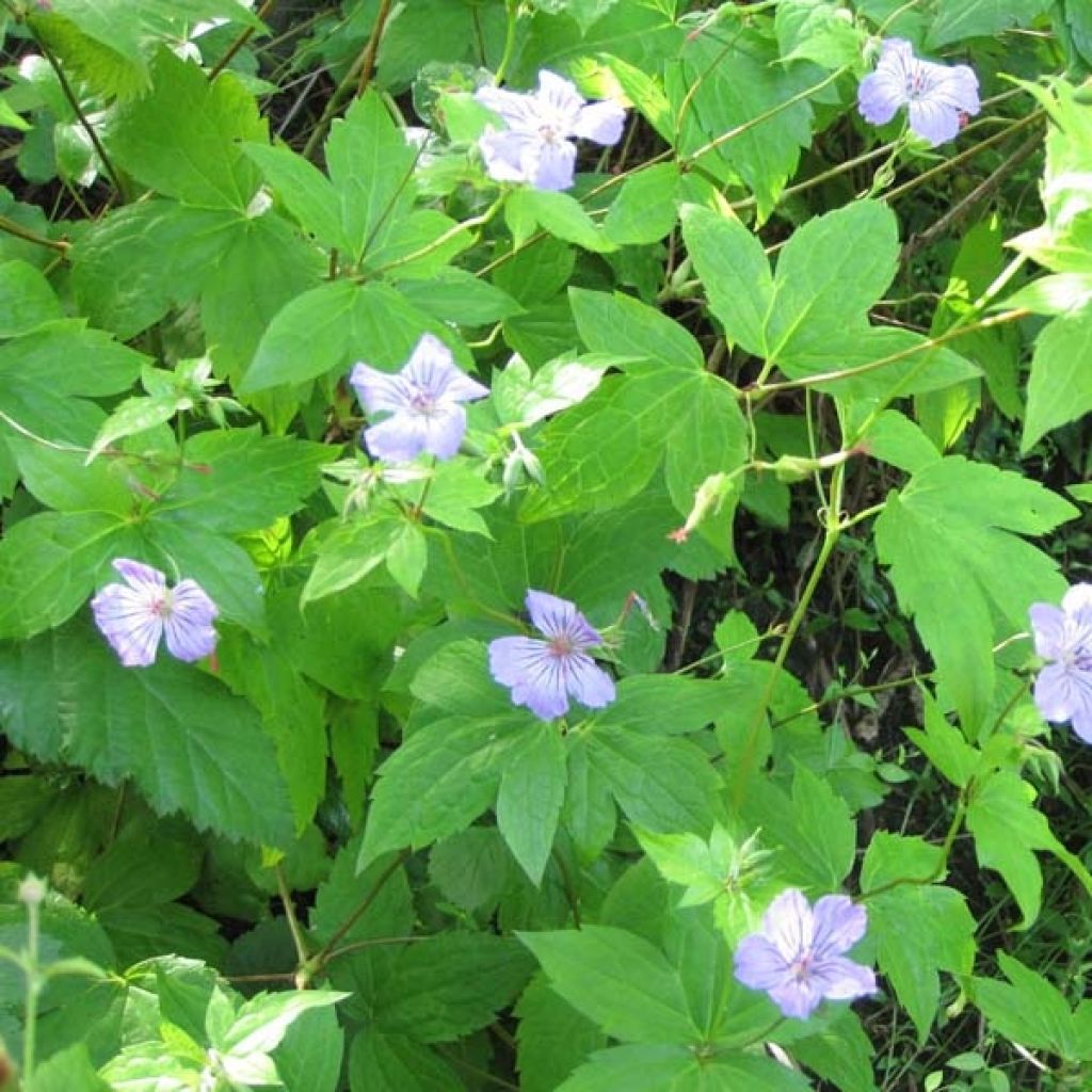 Geranium nodosum - Knotted cranesbill