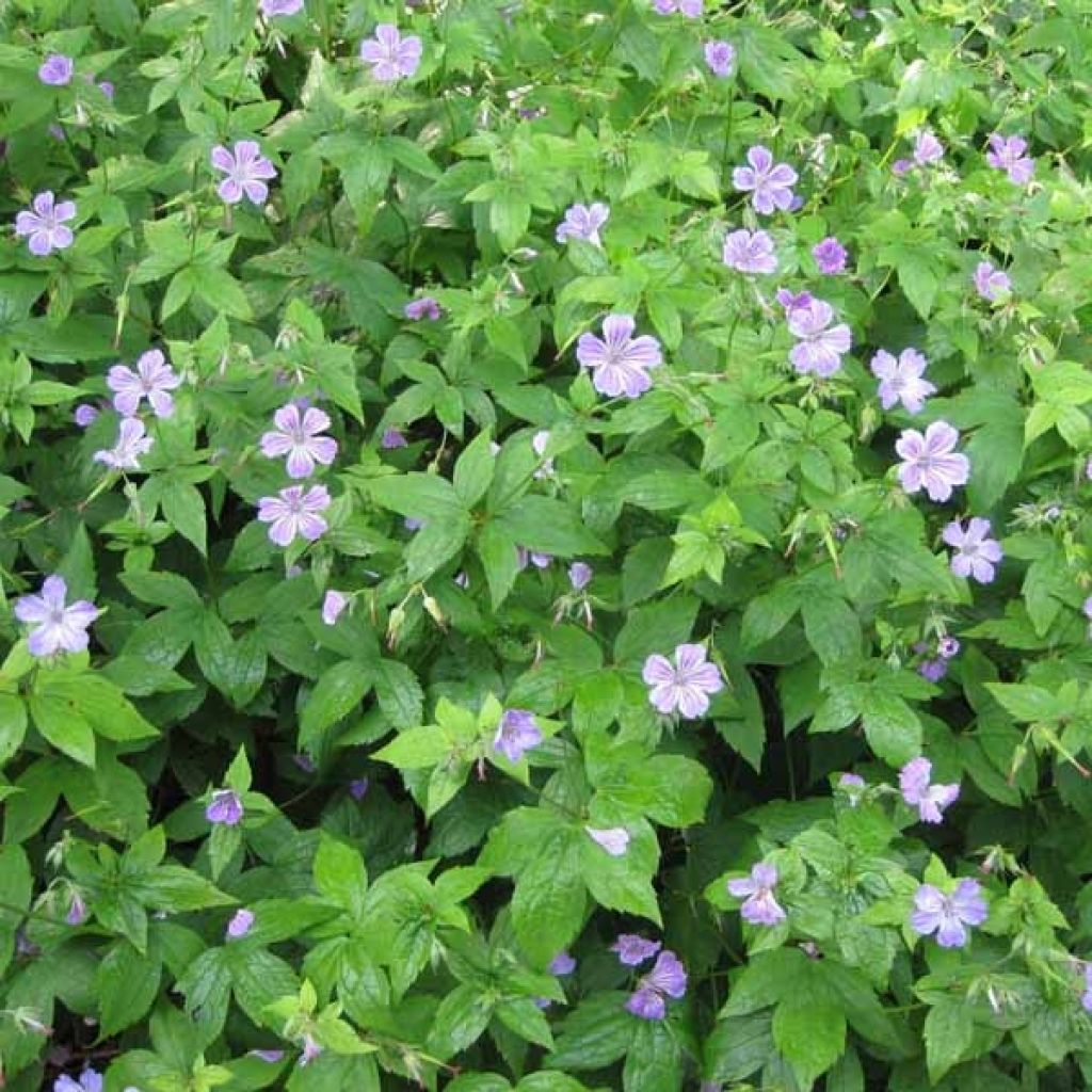 Geranium nodosum - Knotted cranesbill