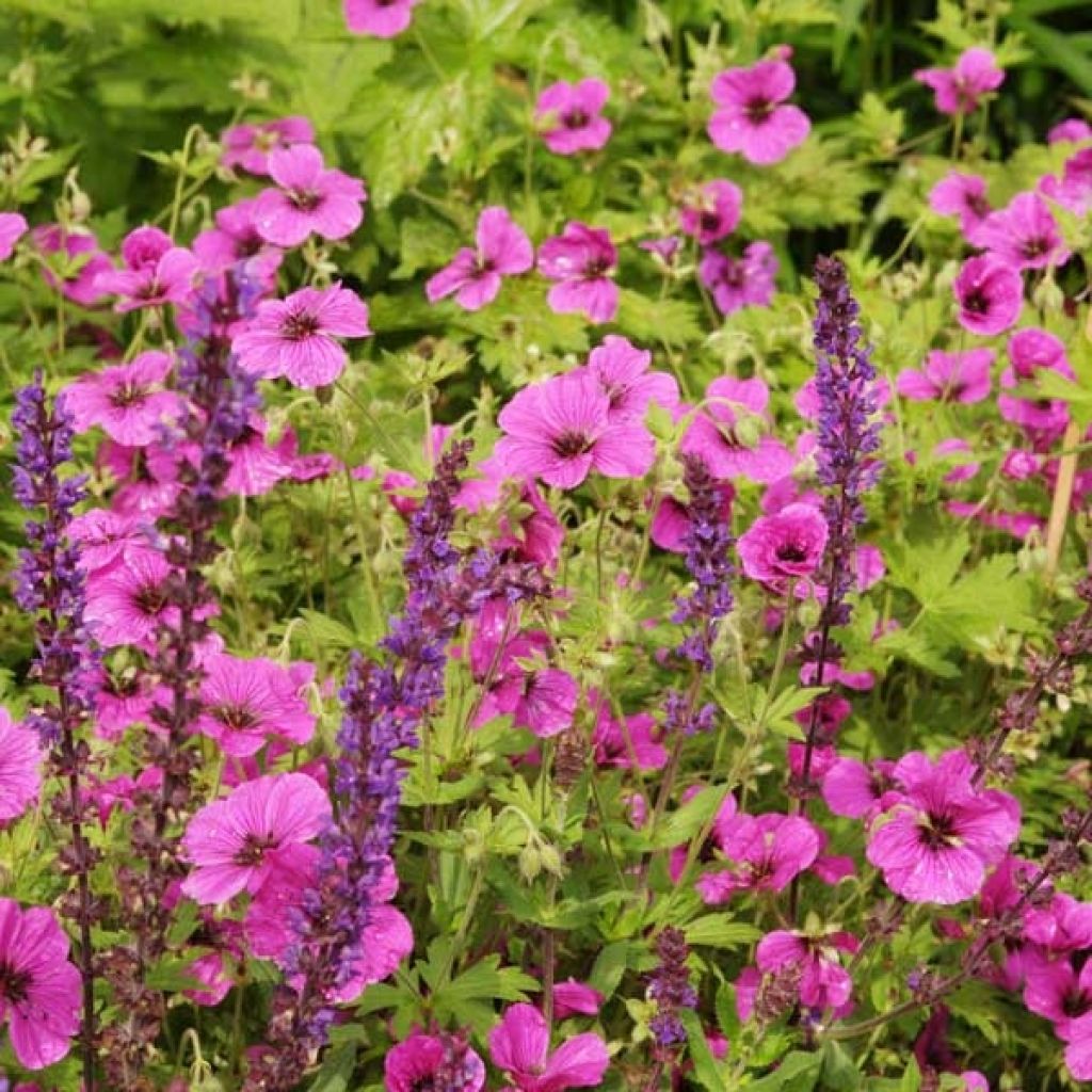 Geranium psilostemon Eva