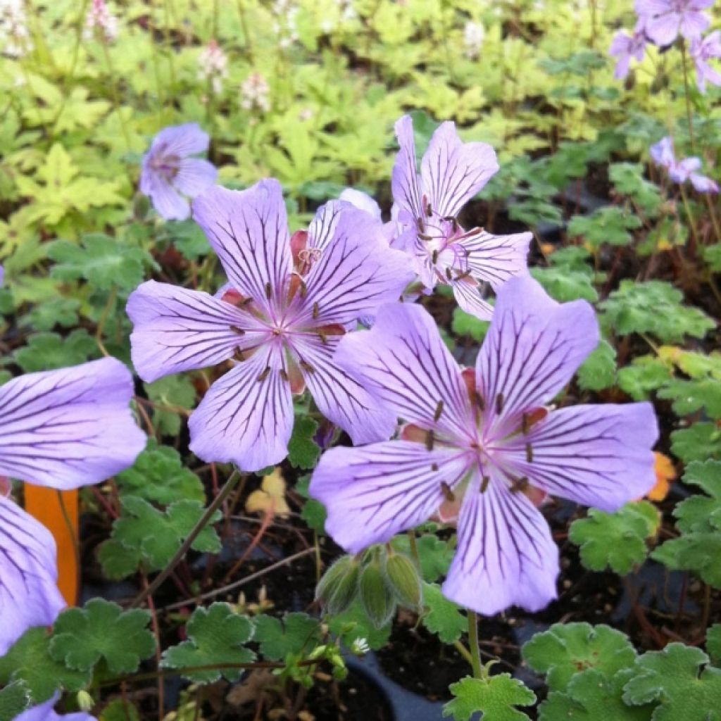 Geranium renardii Tcschelda