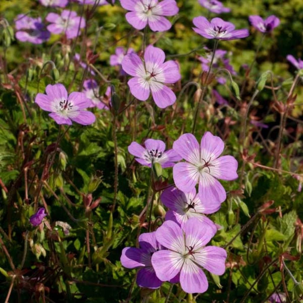 Geranium Silvias Surprise