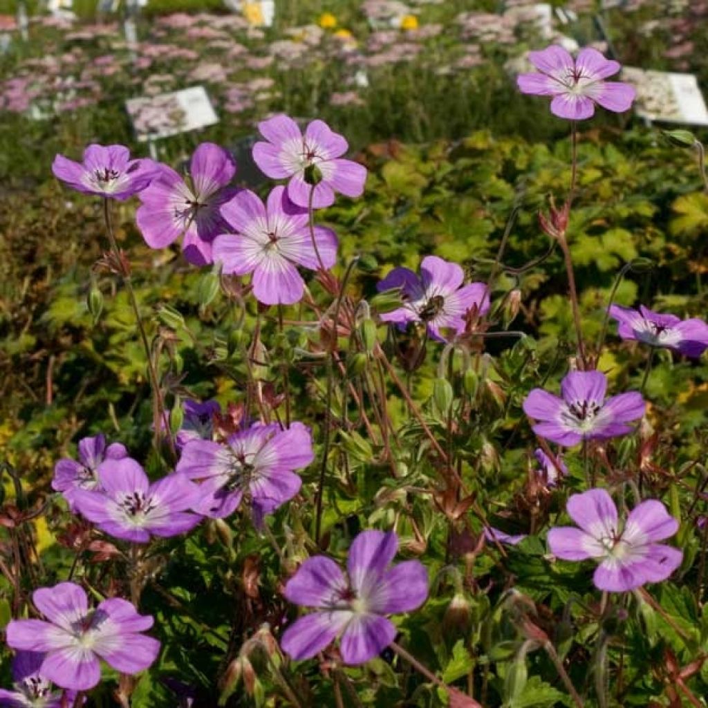 Geranium Silvias Surprise