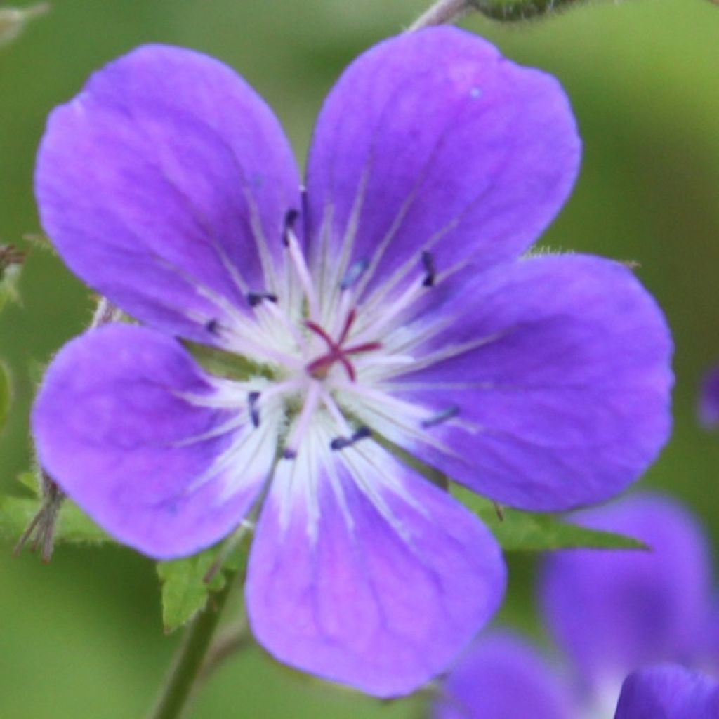 Geranium sylvaticum Ice Blue
