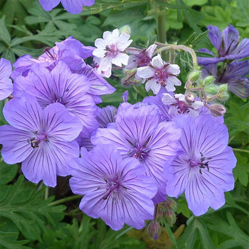 Geranium tuberosum