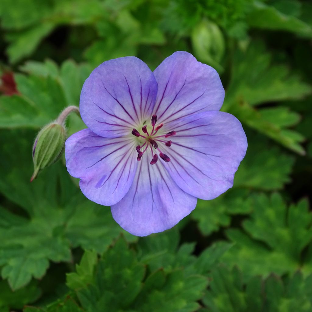 Geranium wallichianum Azure Rush