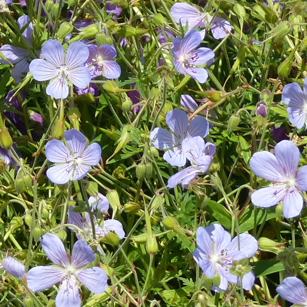 Geranium Blue Cloud