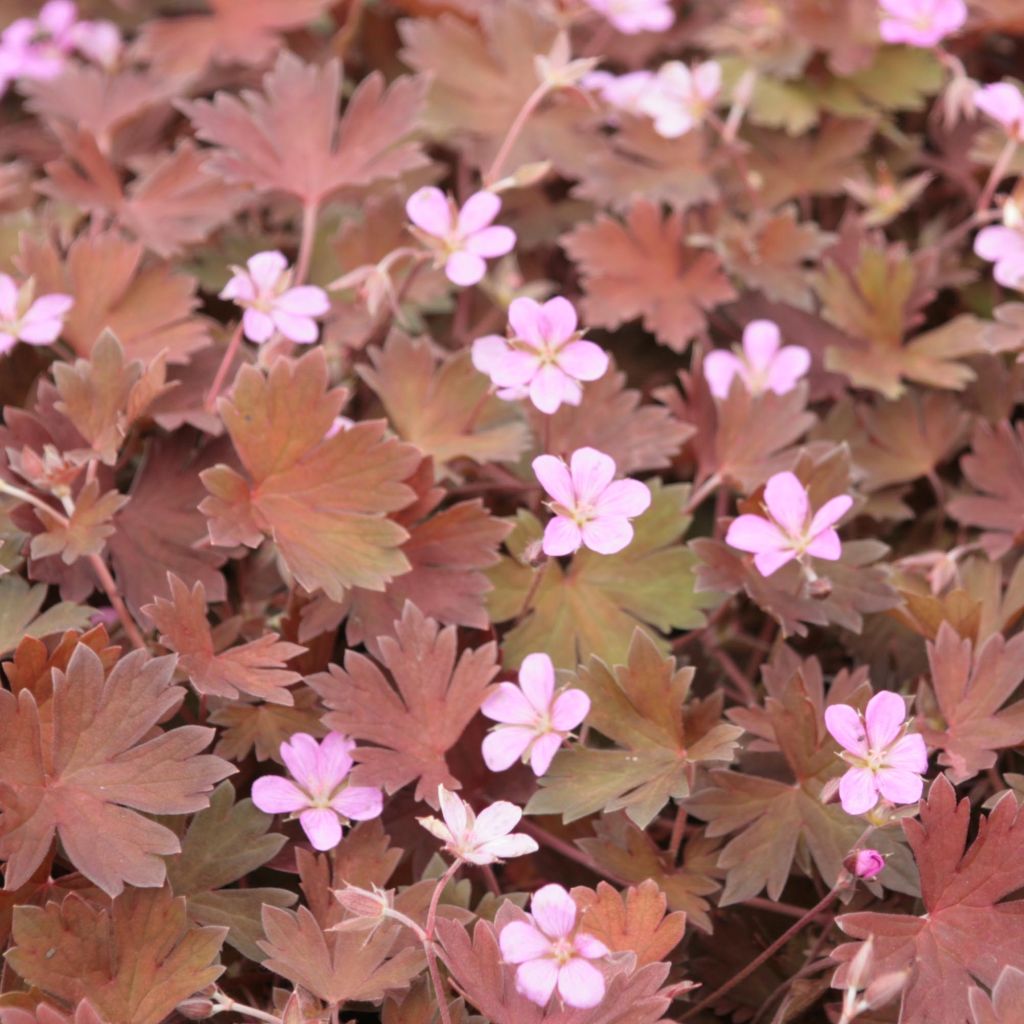 Geranium sessiliflorum Bobs Blunder
